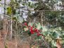 Adventswanderung durchs Grossholz nach Gelterkinden Dezember 2024