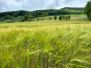 Maiwanderung Buuseregg -  Farnsburg - Ormalingen 2024